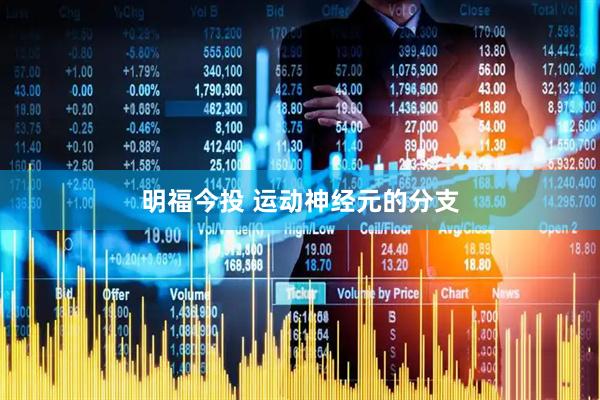 明福今投 运动神经元的分支